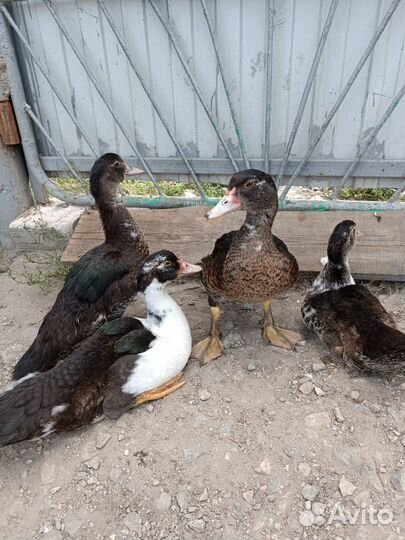 Мускусные утки