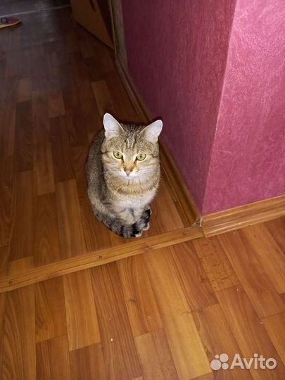 Отдам кота стерилизованого в хорошие руки