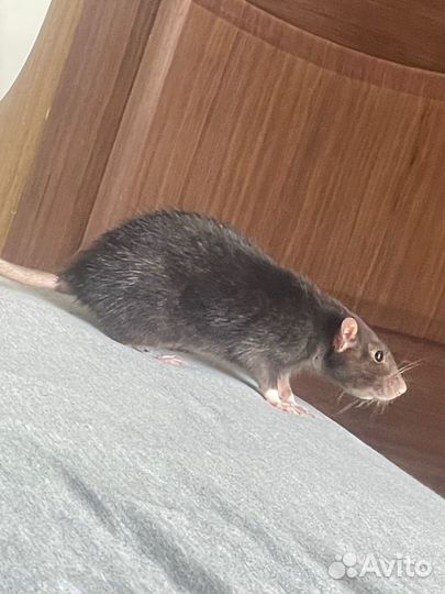 Крыса дамбо бесплатно