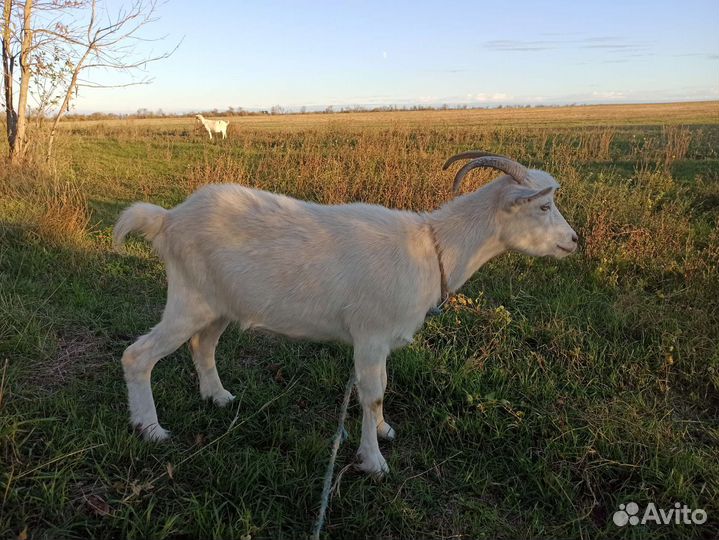 Козлы и козы