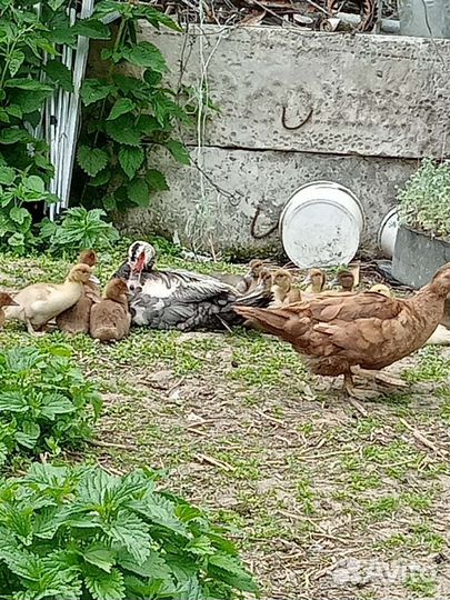 Утята индоутки суточные. Взрослые утки, селезни