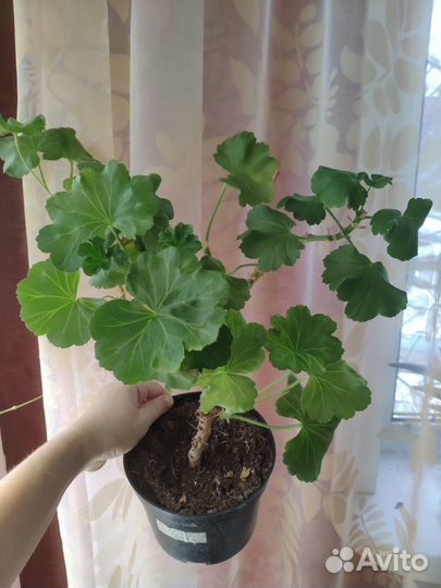 Пеларгонии сортовые взрослые