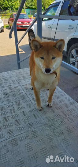 Щенки сиба шиба ину