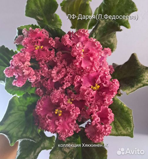 Сортовые фиалки