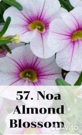 Вегетативные черенки калибрахоа