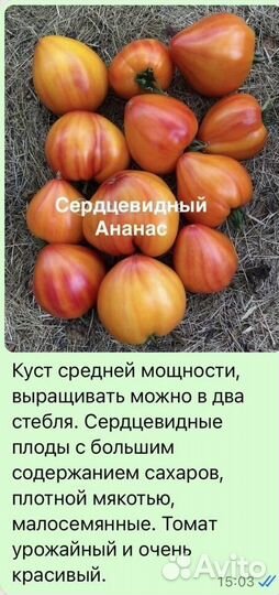 Рассада помидор