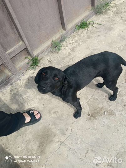 Отдам лабрадора