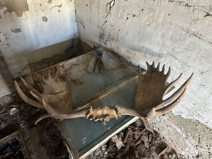 Рога лося большие