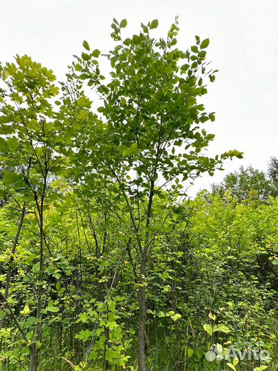 Липа 4-5-6 м, клен, рябина, вяз, дуб, черемуха. Кр