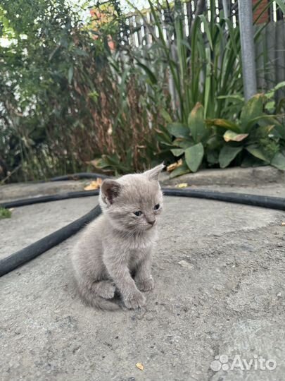 Отдаются в добрые ручки котята