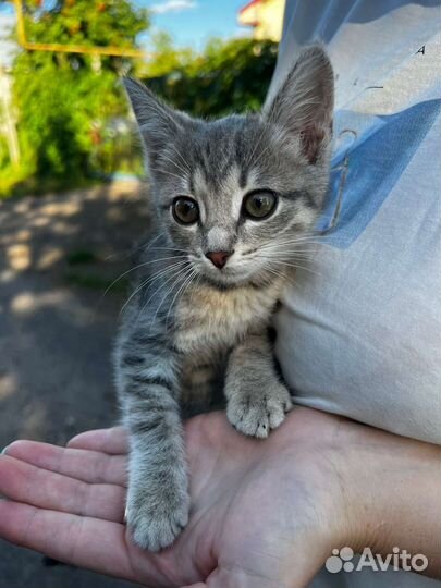 Котята ищут дом