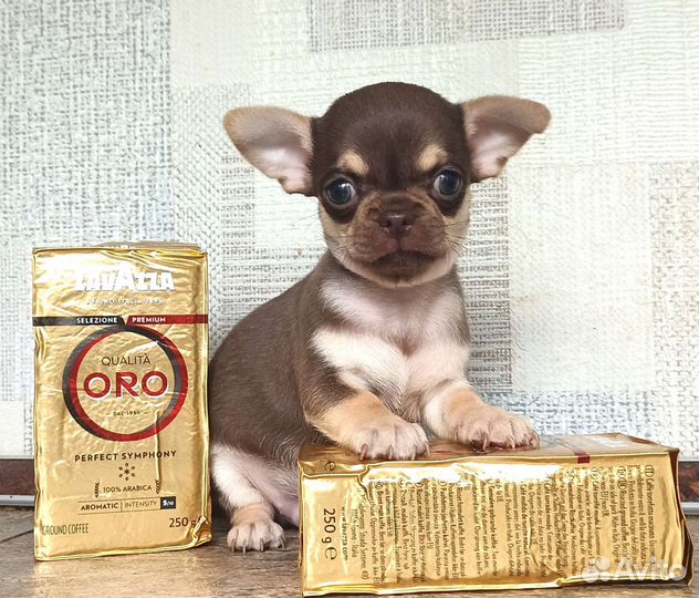 Сладкий шоко мальчик чихуахуа