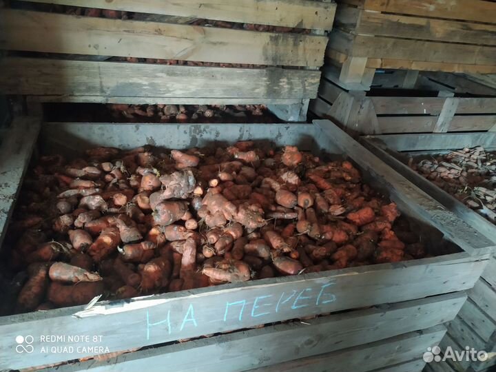 Морковь кормовая