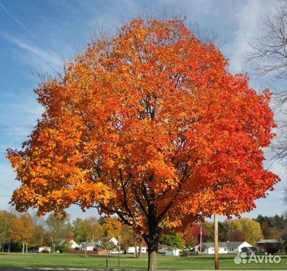 Саженцы березы клена ели сосны рябины папоротник