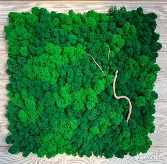 Панели из стабилизированного мха