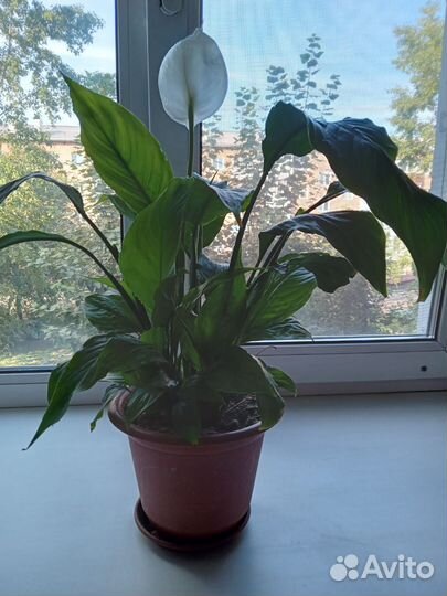 Спатифиллум