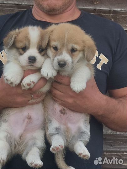 Щенки корги пемброк