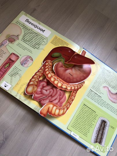 Книга Человек. Факты в трёх измерениях
