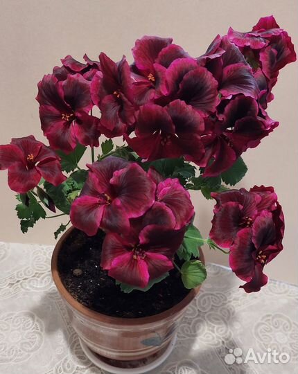 Королевская пеларгония