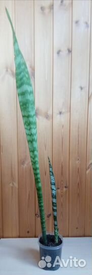 Алоэ остистое Кактус Маммиллярия Эхинопсис Опунция