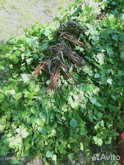 Березовые веники