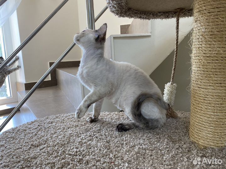 Девон рекс голубоглазая Адель