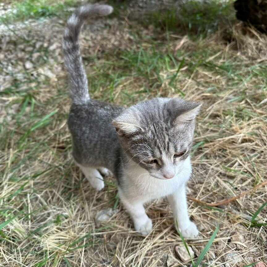 Очень ласковый котенок мальчик в добрые руки