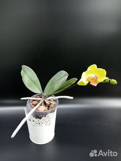 Орхидея фаленопсис Fuller Sunset