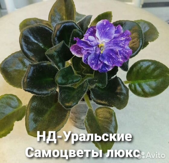 Сортовые фиалки