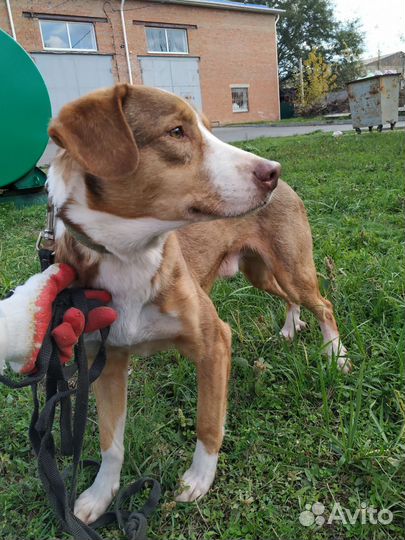 Бакс ищет своего хозяина