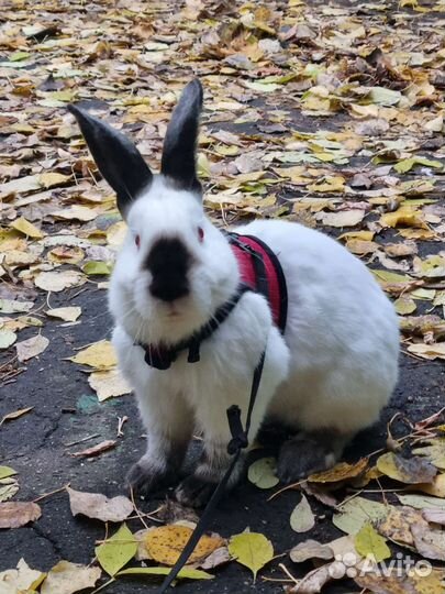 Кролик калифорнийскига передержку