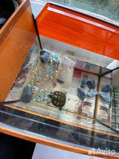 Красноухая черепаха с аквариумом