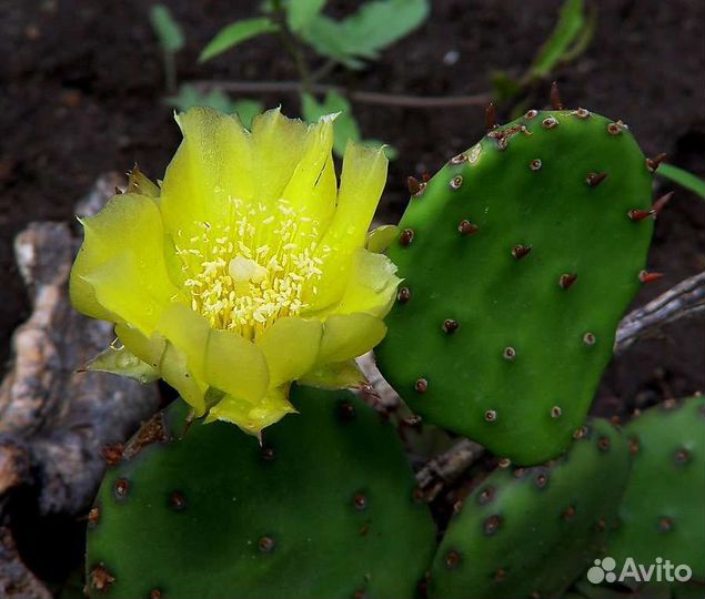 Комнатные растения