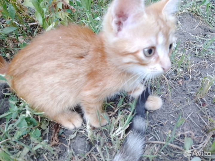 Котята в добрые руки бесплатно мальчик