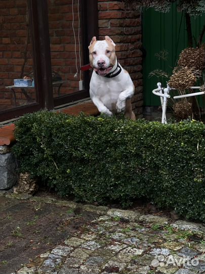 Американский питбультерьер вязка