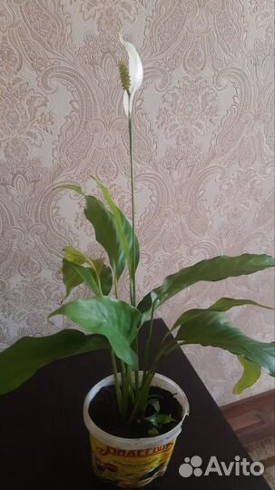 Спатифиллум