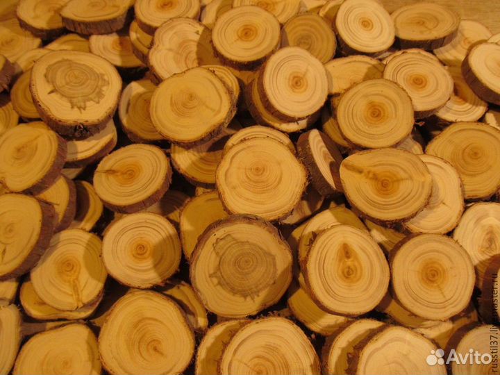 Спилы можжевельника