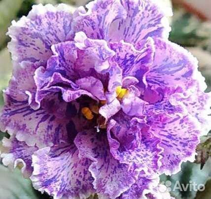 Фиалки (укор. листочки)