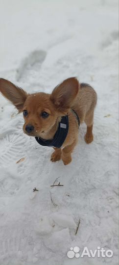 Собака русский той терьер