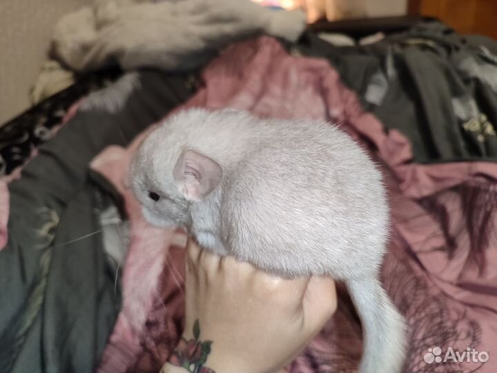 Шиншиллята шиншиллы гетеробежевая и стандарт