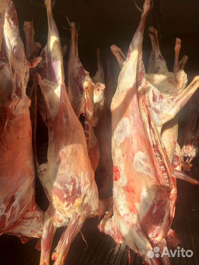 Мясо баранина