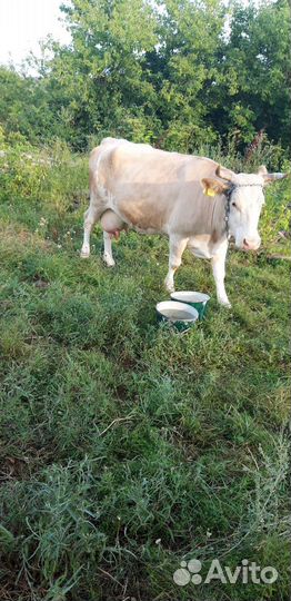 Корова стельная