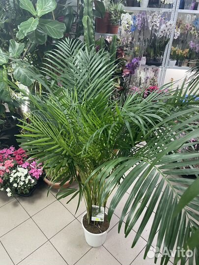 Пальма Арека