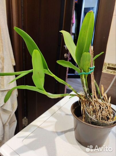 Cattlianthe Varut Startrack