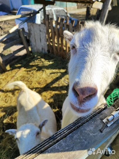 Козы ламанча