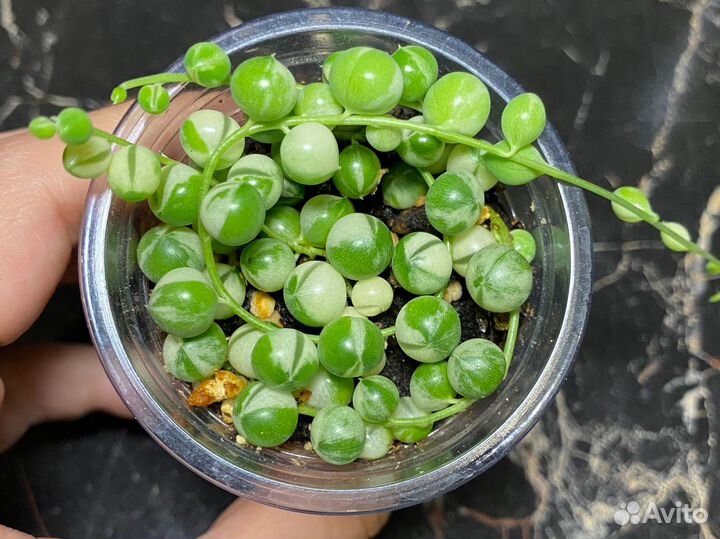 Крестовник роули вариегатный