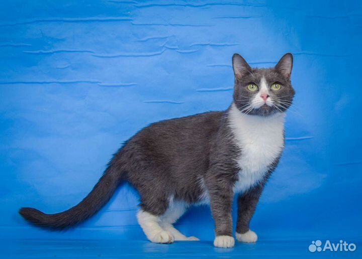 Красивая кошка Луния (1, 5 года)