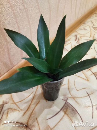 Цветок Рэо цветущий или Традесканция