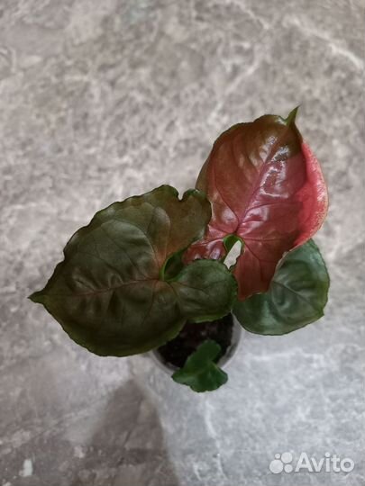 Сингониум Клубничный Лёд