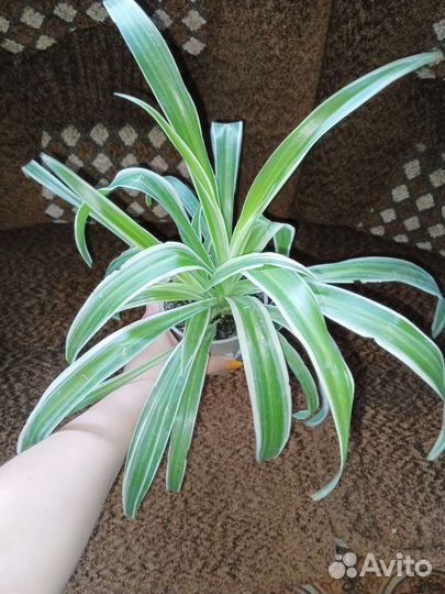 Комнатные цветы взрослые